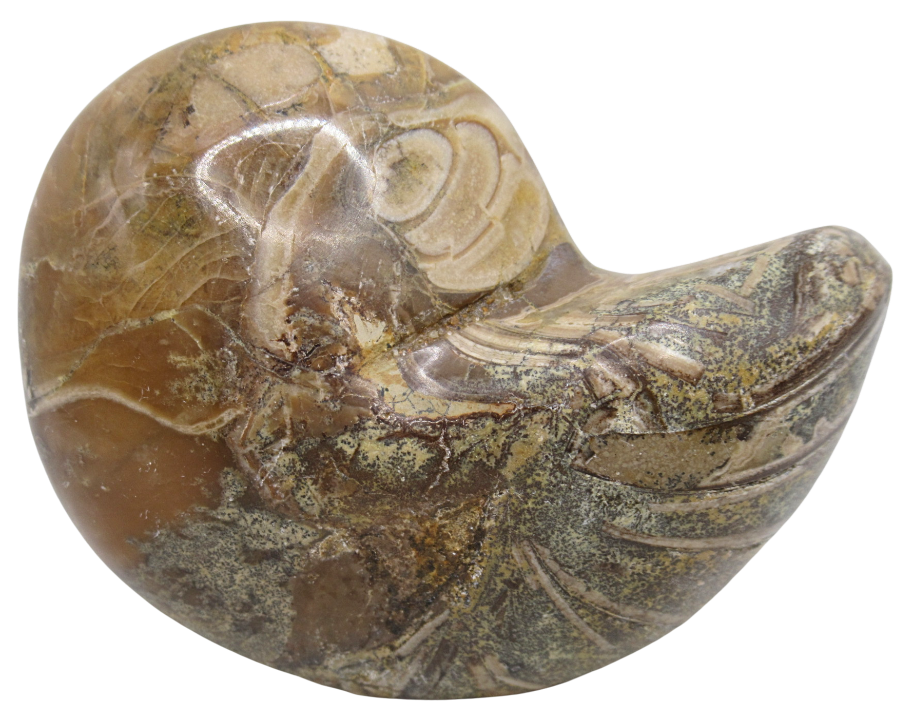 Cymatoceras Nautilus Fossil For Sale Genuine Fossil Nautiloids 75c | Fossils for Sale Cymatoceras Nautilus Fossil For Sale Genuine Fossil Nautiloids 75c
