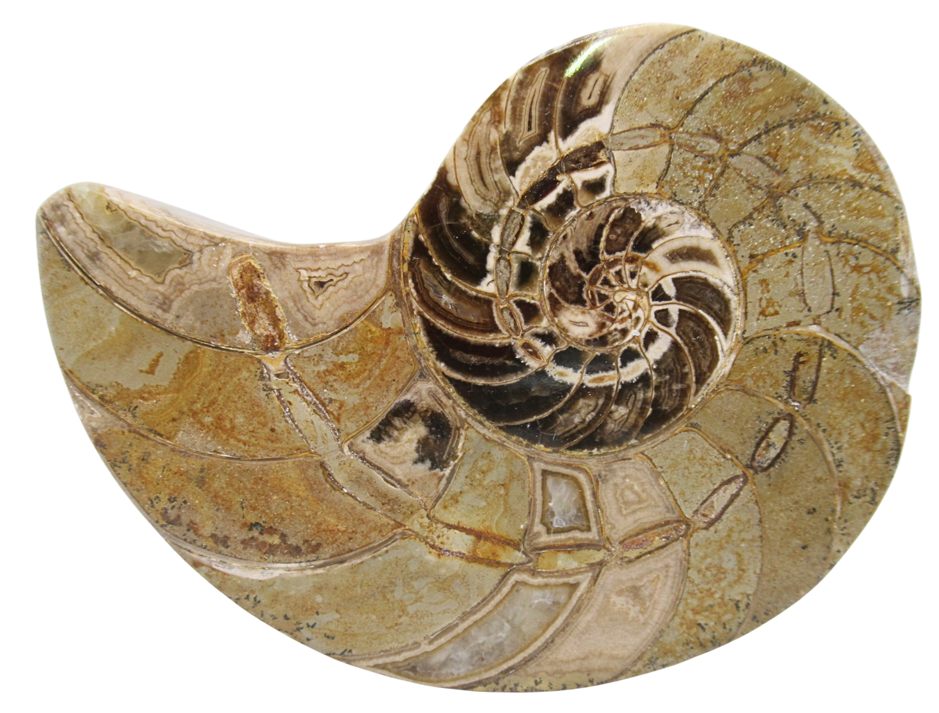 Cymatoceras Nautilus Fossil For Sale Genuine Fossil Nautiloids 77b | Fossils for Sale Cymatoceras Nautilus Fossil For Sale Genuine Fossil Nautiloids 77b