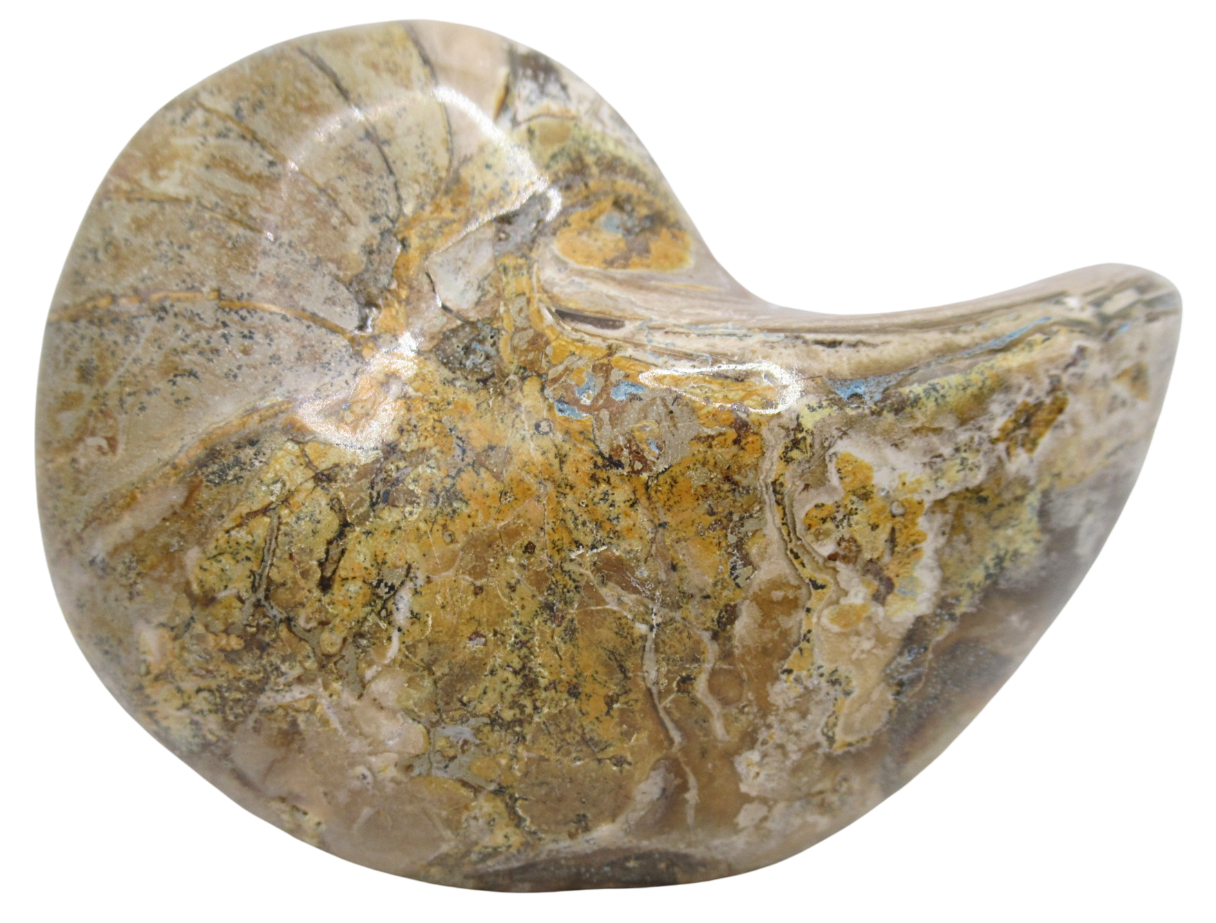 Cymatoceras Nautilus Fossil For Sale Genuine Fossil Nautiloids 77c | Fossils for Sale Cymatoceras Nautilus Fossil For Sale Genuine Fossil Nautiloids 77c