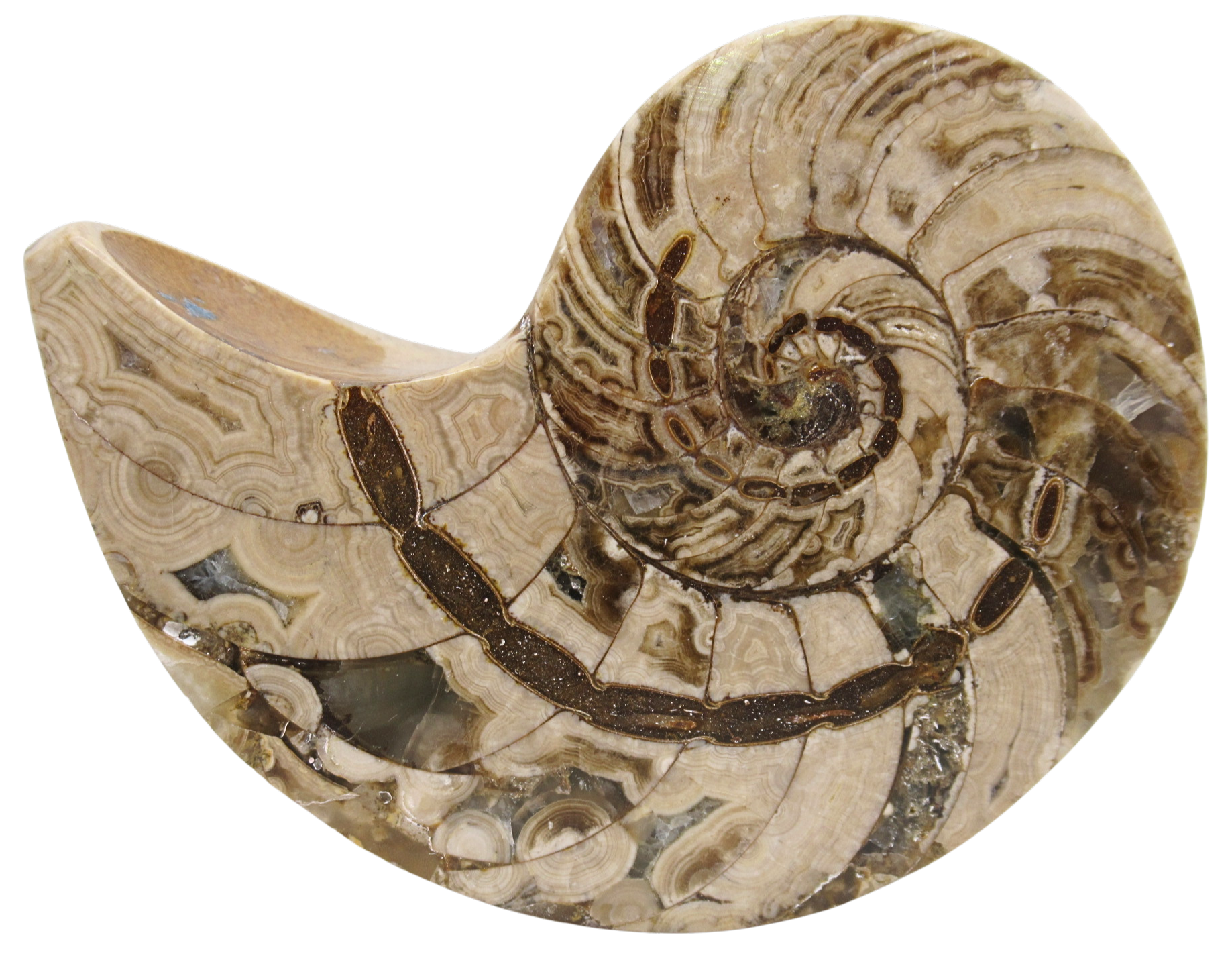 Cymatoceras Nautilus Fossil For Sale Genuine Fossil Nautiloids 79b | Fossils for Sale Cymatoceras Nautilus Fossil For Sale Genuine Fossil Nautiloids 79b