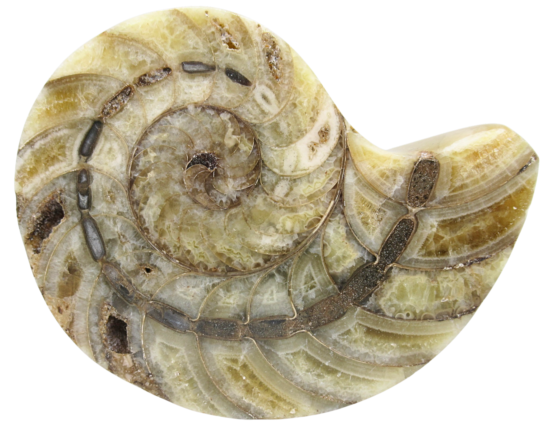 Cymatoceras Nautilus Fossil For Sale Genuine Fossil Nautiloids 82 | Fossils for Sale Cymatoceras Nautilus Fossil For Sale Genuine Fossil Nautiloids 82