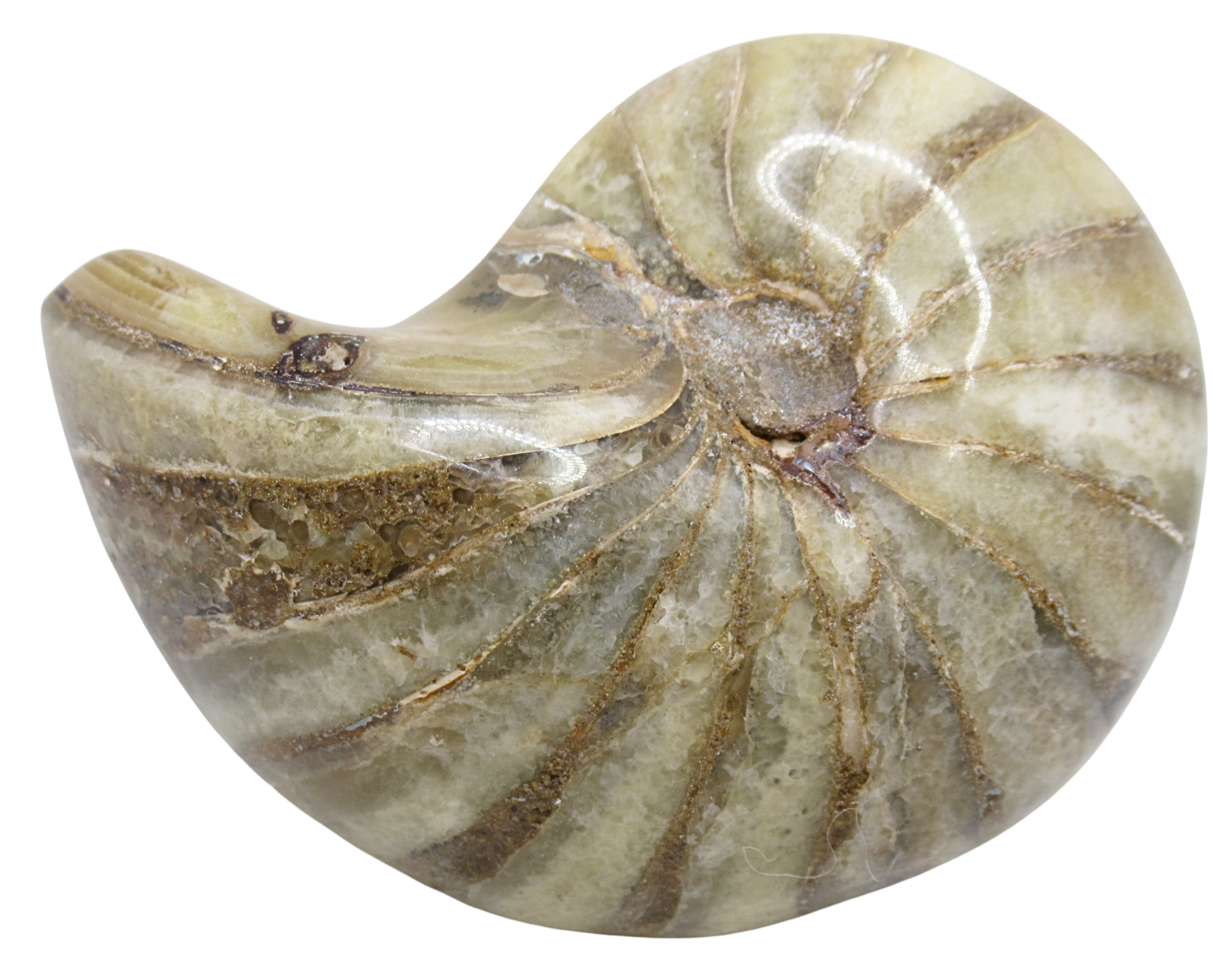 Cymatoceras Nautilus Fossil For Sale Genuine Fossil Nautiloids 82a | Fossils for Sale Cymatoceras Nautilus Fossil For Sale Genuine Fossil Nautiloids 82a