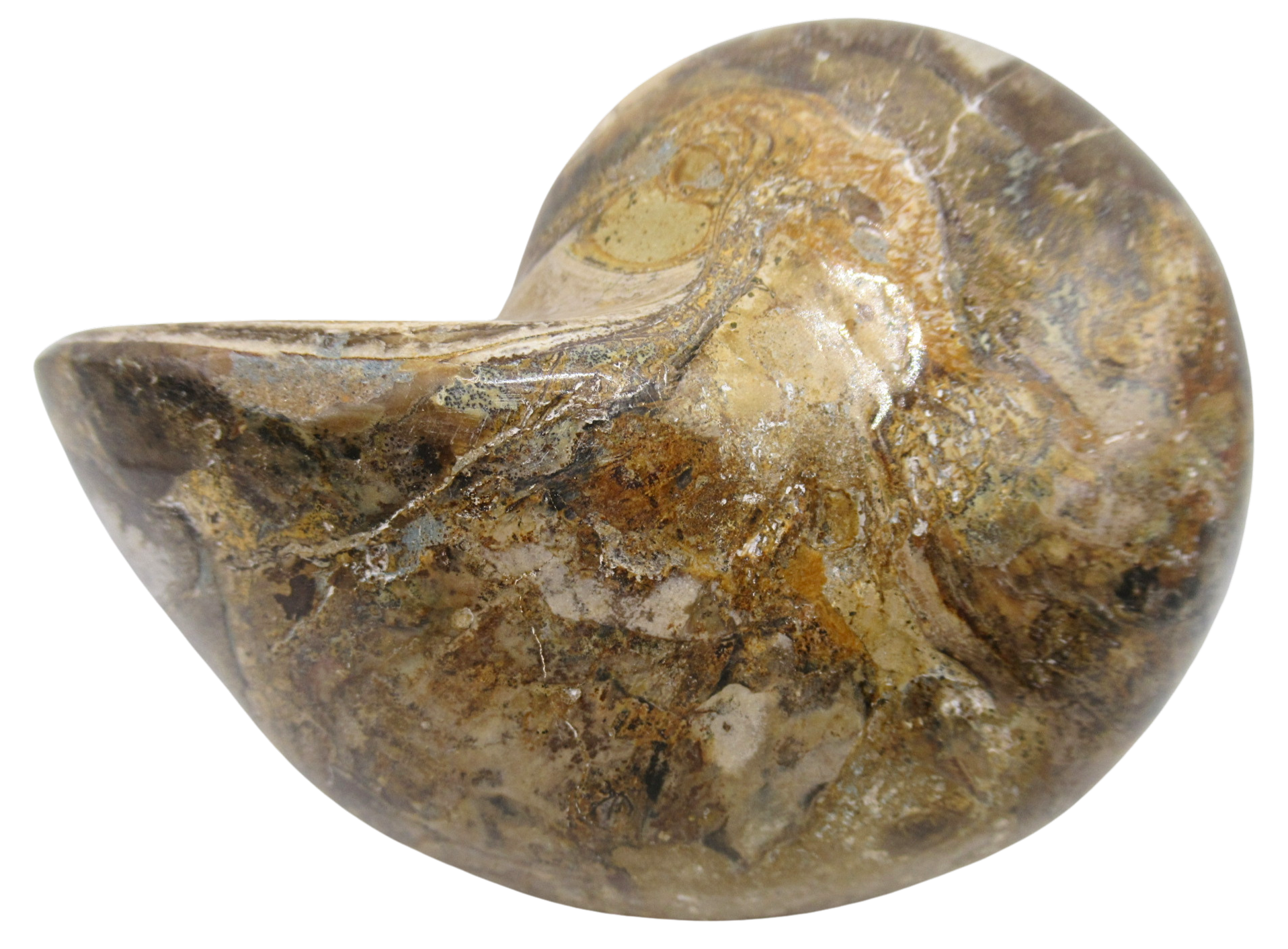 Cymatoceras Nautilus Fossil For Sale Genuine Fossil Nautiloids 83a | Fossils for Sale Cymatoceras Nautilus Fossil For Sale Genuine Fossil Nautiloids 83a