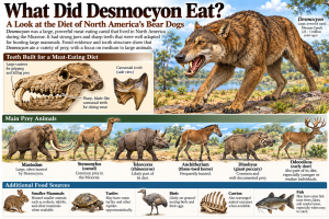 Desmocyons Diet | Fossils for Sale Bear Dog Diet