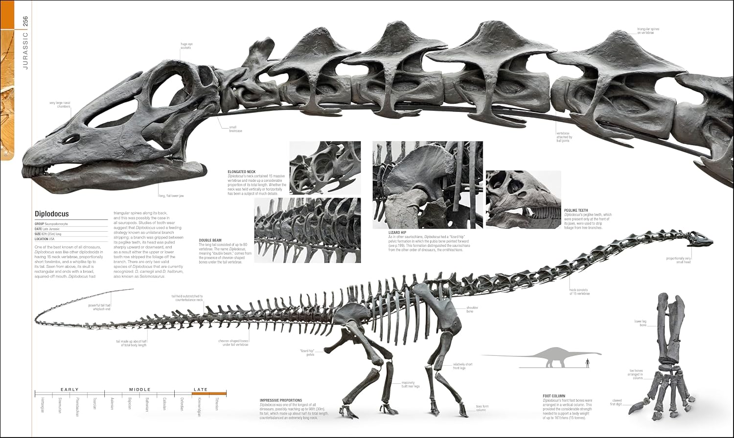 Diplodocus | Fossils for Sale