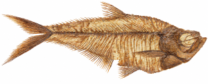 Diplomystus | Fossils for Sale Diplomystus Fish Fossil For Sale