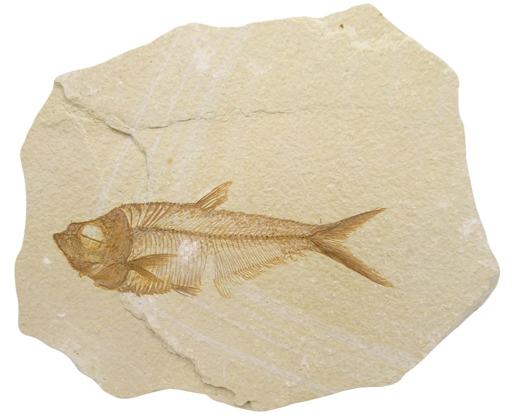 Diplomystus Fish Fossil For Sale Genuine Eocene Fossils 31 | Fossils for Sale Diplomystus Fish Fossil For Sale Genuine Eocene Fossils 31