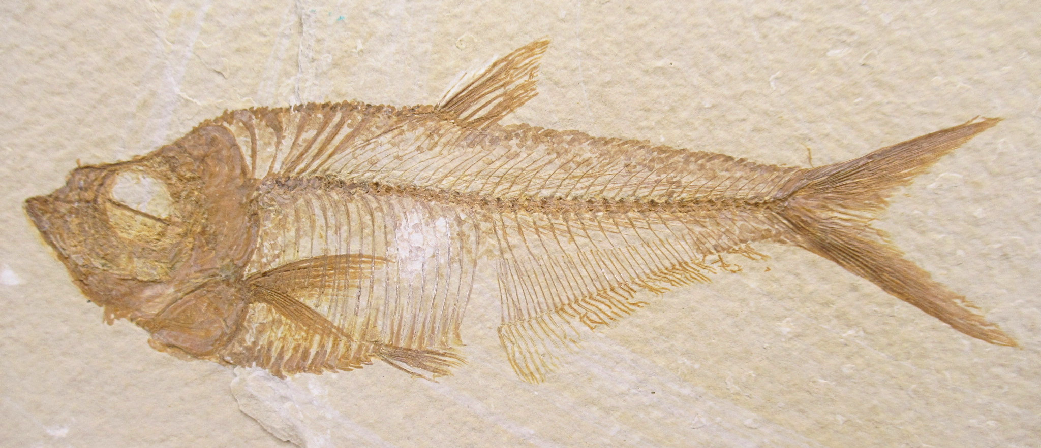 Diplomystus Fish Fossil For Sale Genuine Eocene Fossils 31a | Fossils for Sale Diplomystus Fish Fossil For Sale Genuine Eocene Fossils 31a