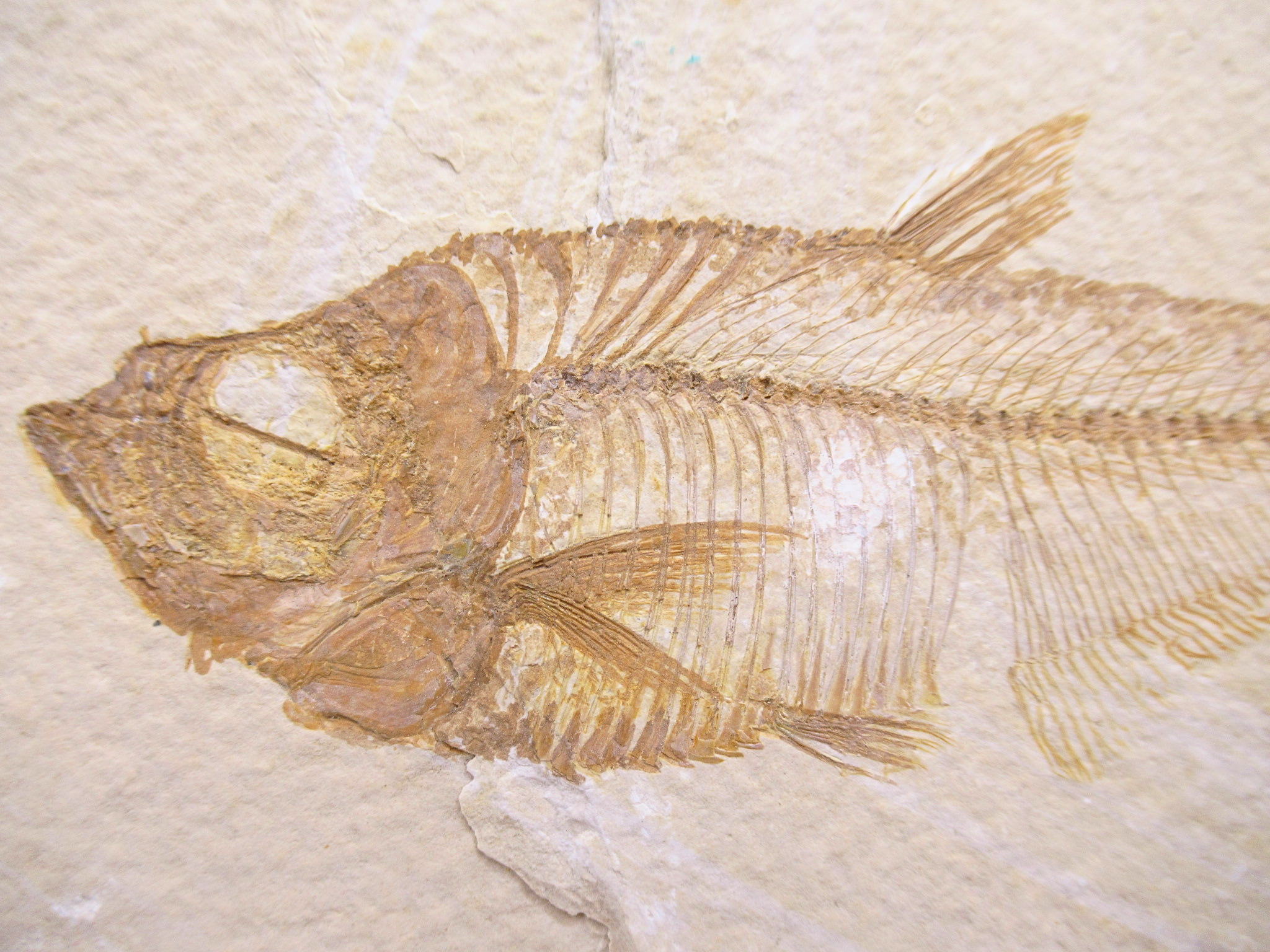 Diplomystus Fish Fossil For Sale Genuine Eocene Fossils 31b | Fossils for Sale Diplomystus Fish Fossil For Sale Genuine Eocene Fossils 31b