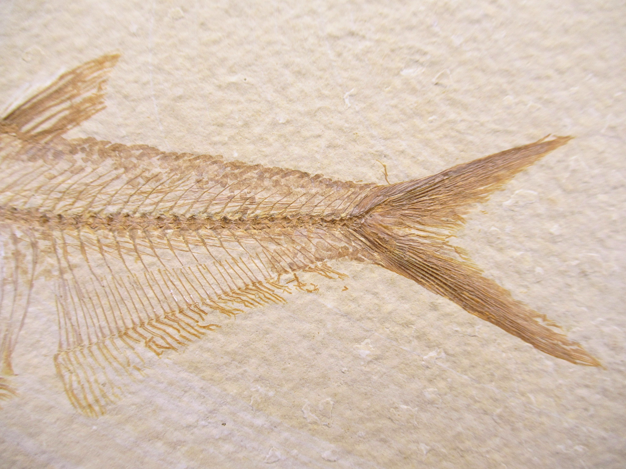 Diplomystus Fish Fossil For Sale Genuine Eocene Fossils 31c | Fossils for Sale Diplomystus Fish Fossil For Sale Genuine Eocene Fossils 31c