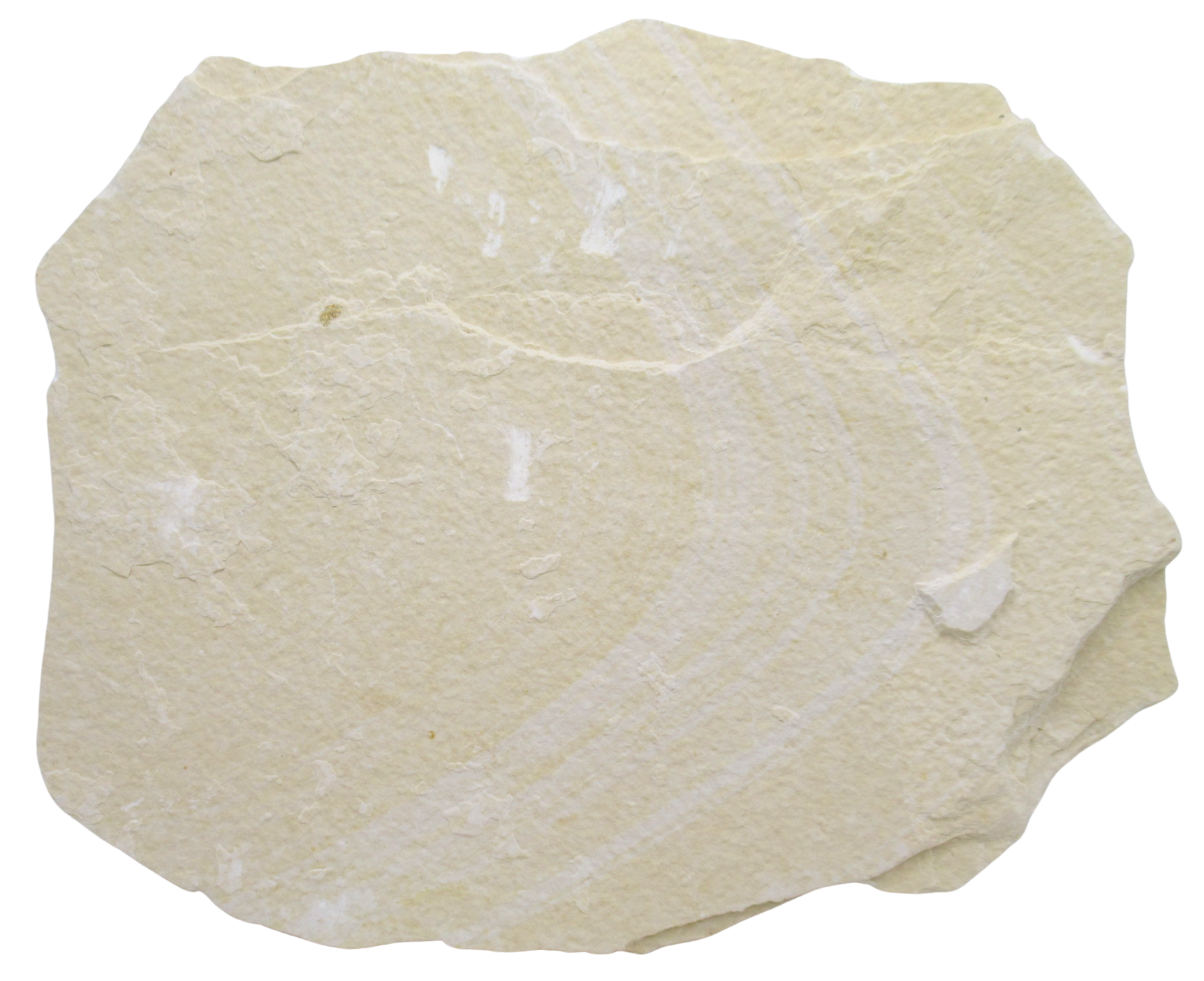 Diplomystus Fish Fossil For Sale Genuine Eocene Fossils 31d | Fossils for Sale Diplomystus Fish Fossil For Sale Genuine Eocene Fossils 31d