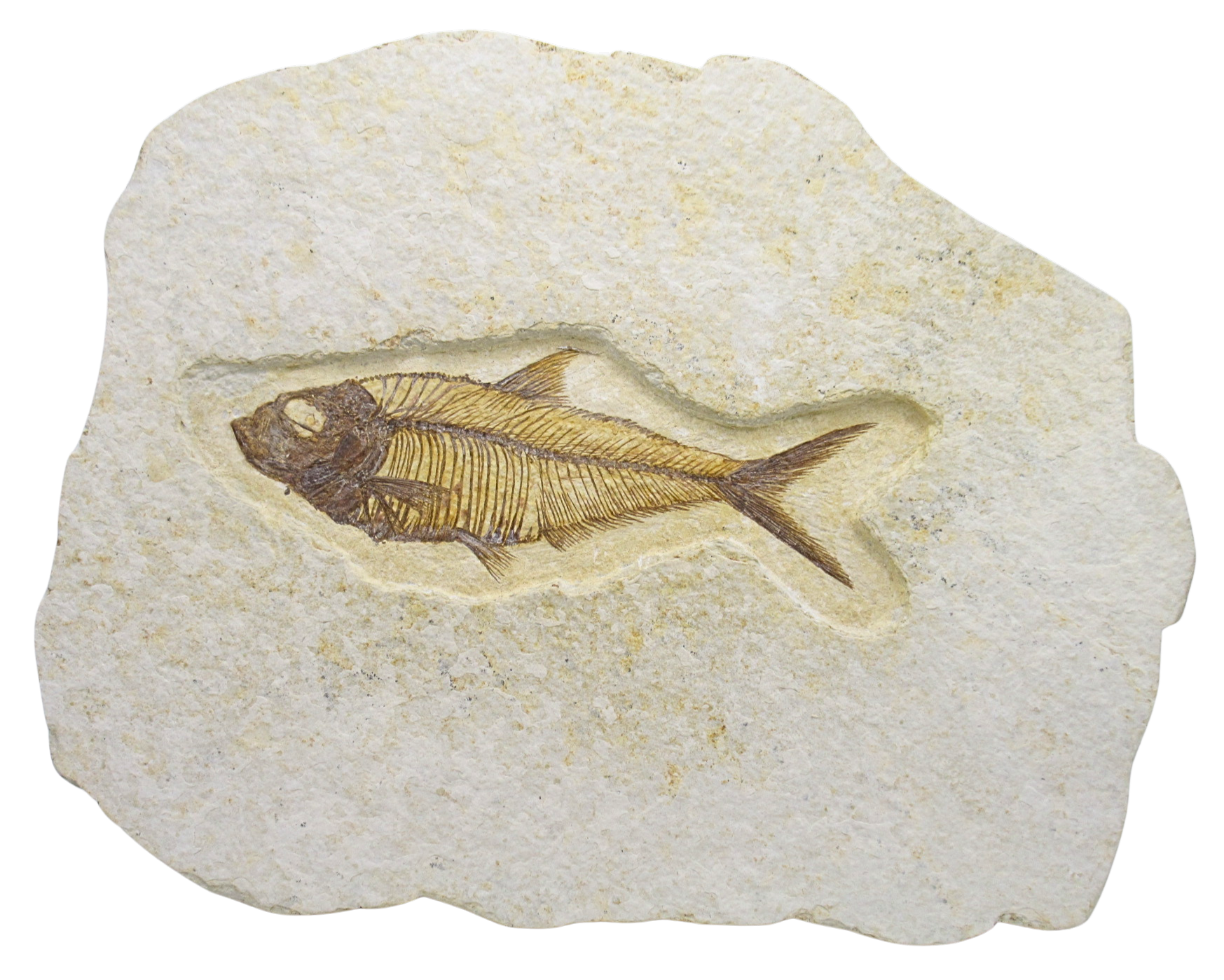 Diplomystus Fish Fossil For Sale Genuine Eocene Fossils 32 | Fossils for Sale Diplomystus Fish Fossil For Sale Genuine Eocene Fossils 32