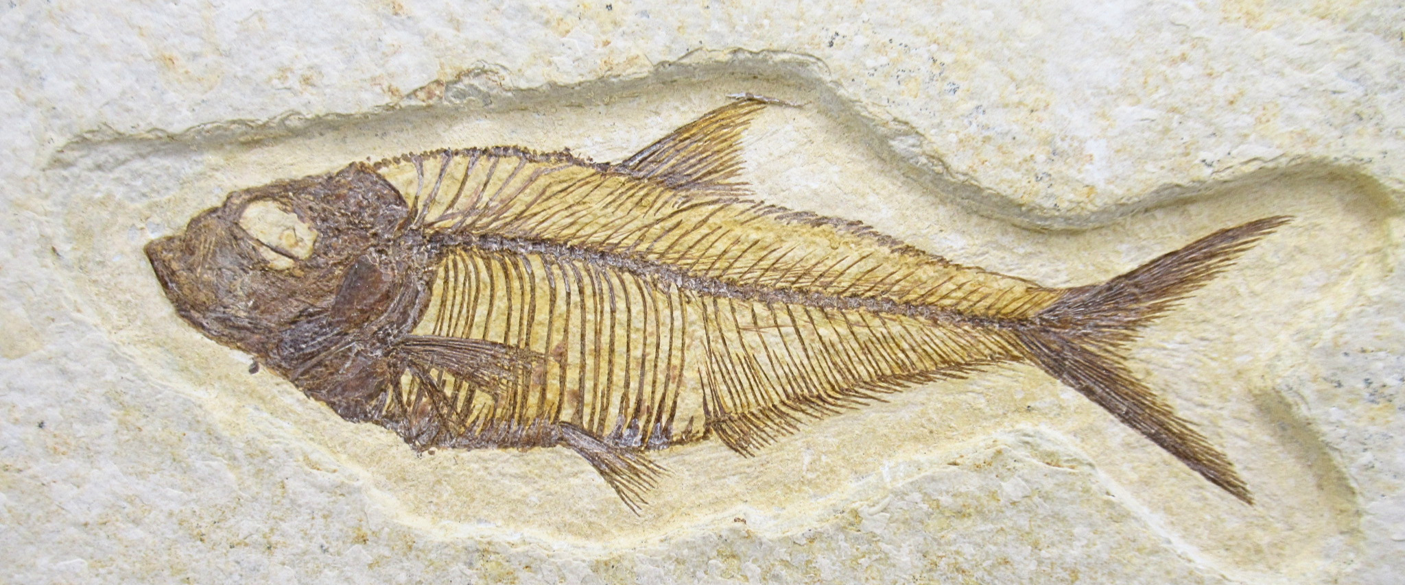 Diplomystus Fish Fossil For Sale Genuine Eocene Fossils 32a | Fossils for Sale