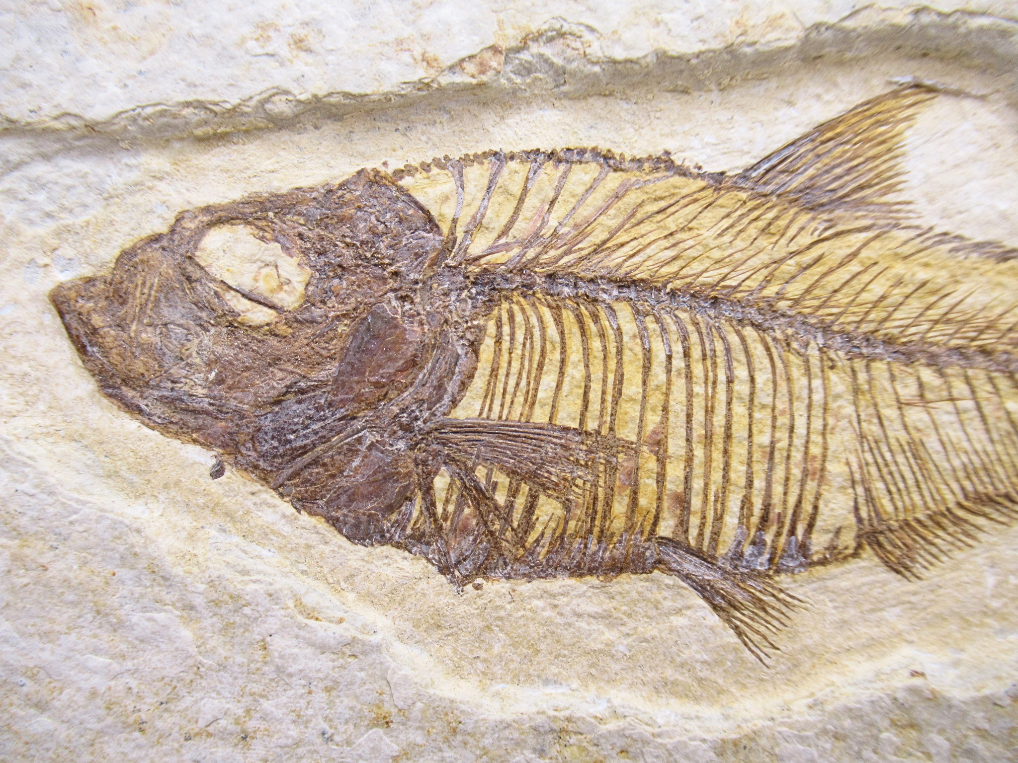Diplomystus Fish Fossil For Sale Genuine Eocene Fossils 32b | Fossils for Sale Diplomystus Fish Fossil For Sale Genuine Eocene Fossils 32b
