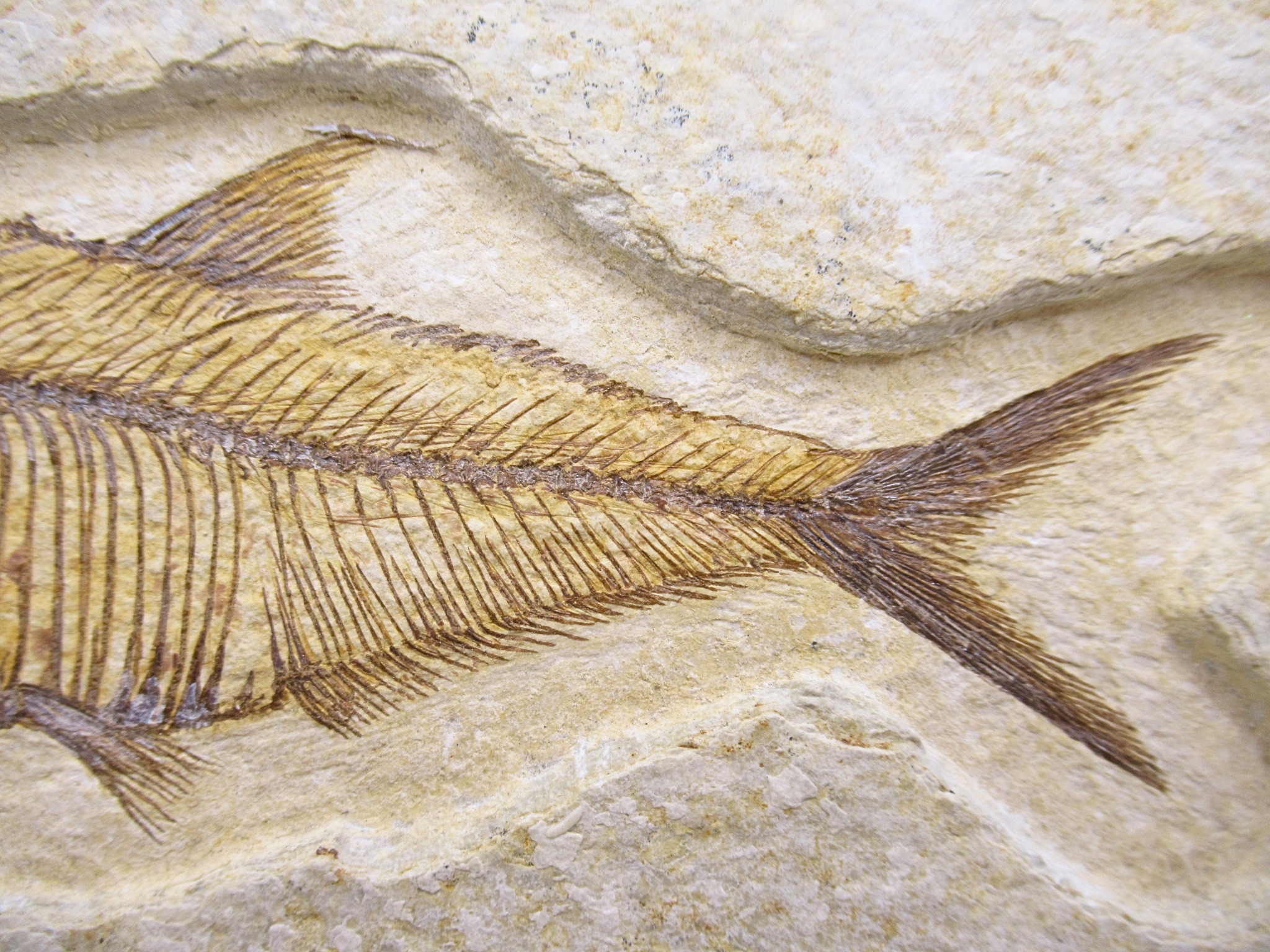 Diplomystus Fish Fossil For Sale Genuine Eocene Fossils 32c | Fossils for Sale Diplomystus Fish Fossil For Sale Genuine Eocene Fossils 32c