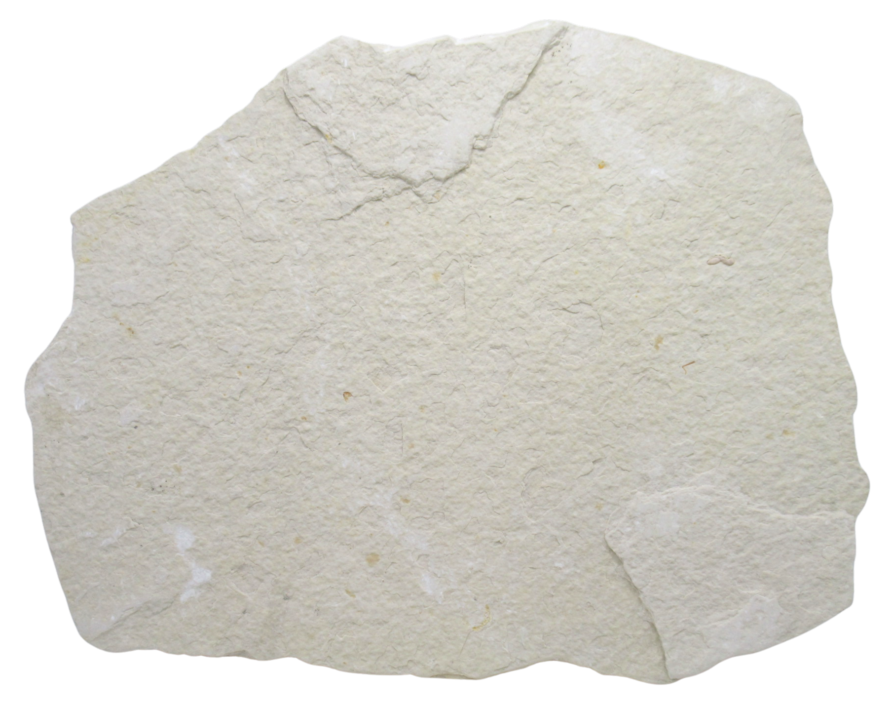 Diplomystus Fish Fossil For Sale Genuine Eocene Fossils 32d | Fossils for Sale Diplomystus Fish Fossil For Sale Genuine Eocene Fossils 32d