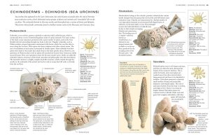 Echinoderms | Fossils for Sale Echinoderms