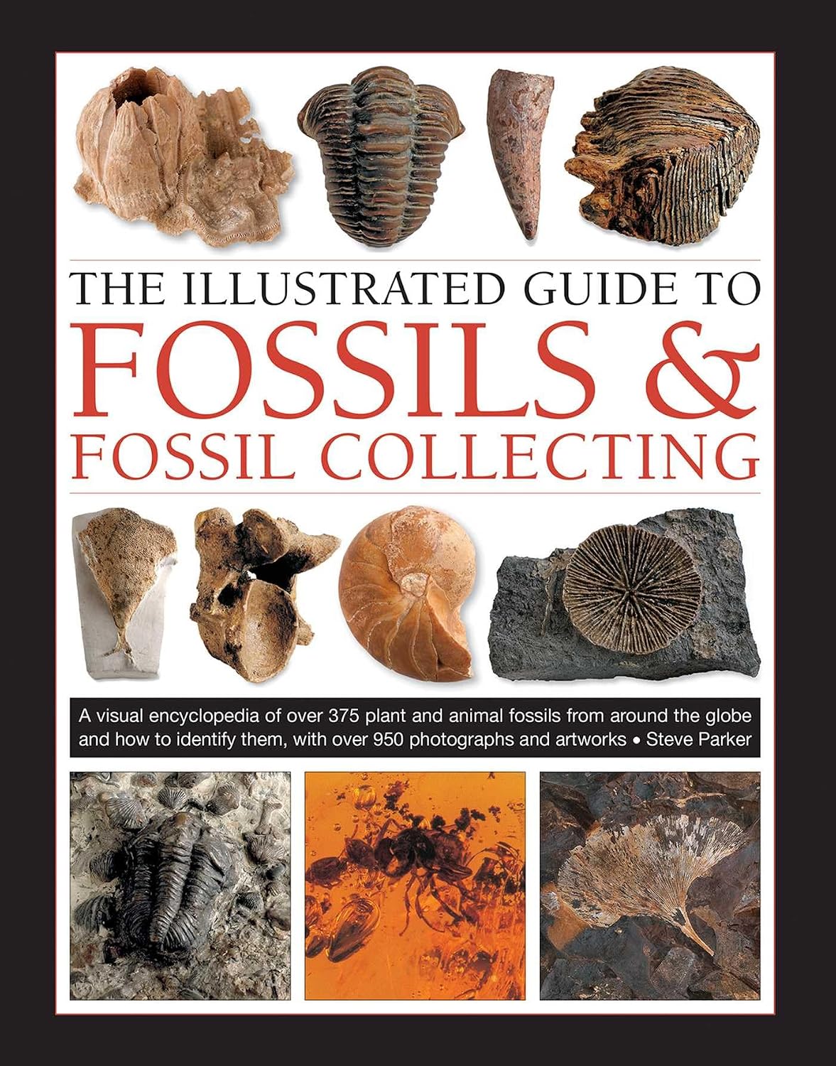 Fossil Collecting | Fossils for Sale Fossil Collecting