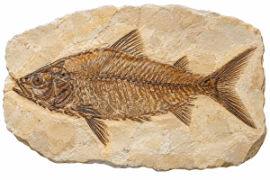 Fossil Fish | Fossils for Sale Green River Fish Fossils For Sale