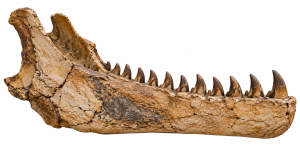 Fossilized Theropod Jaw Specimen | Fossils for Sale Dinosaur Jaw