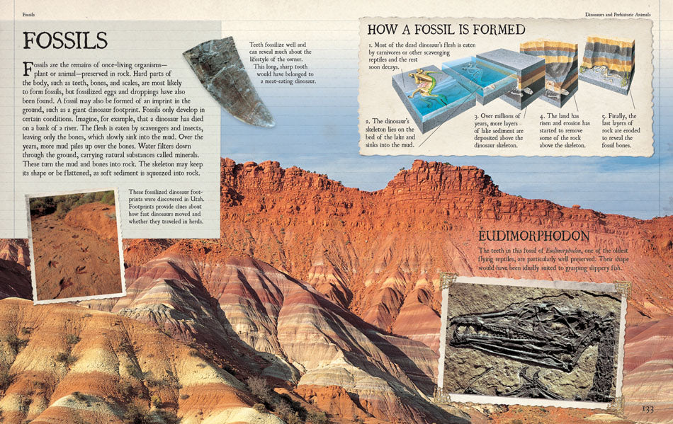 Fossils | Fossils for Sale Fossils