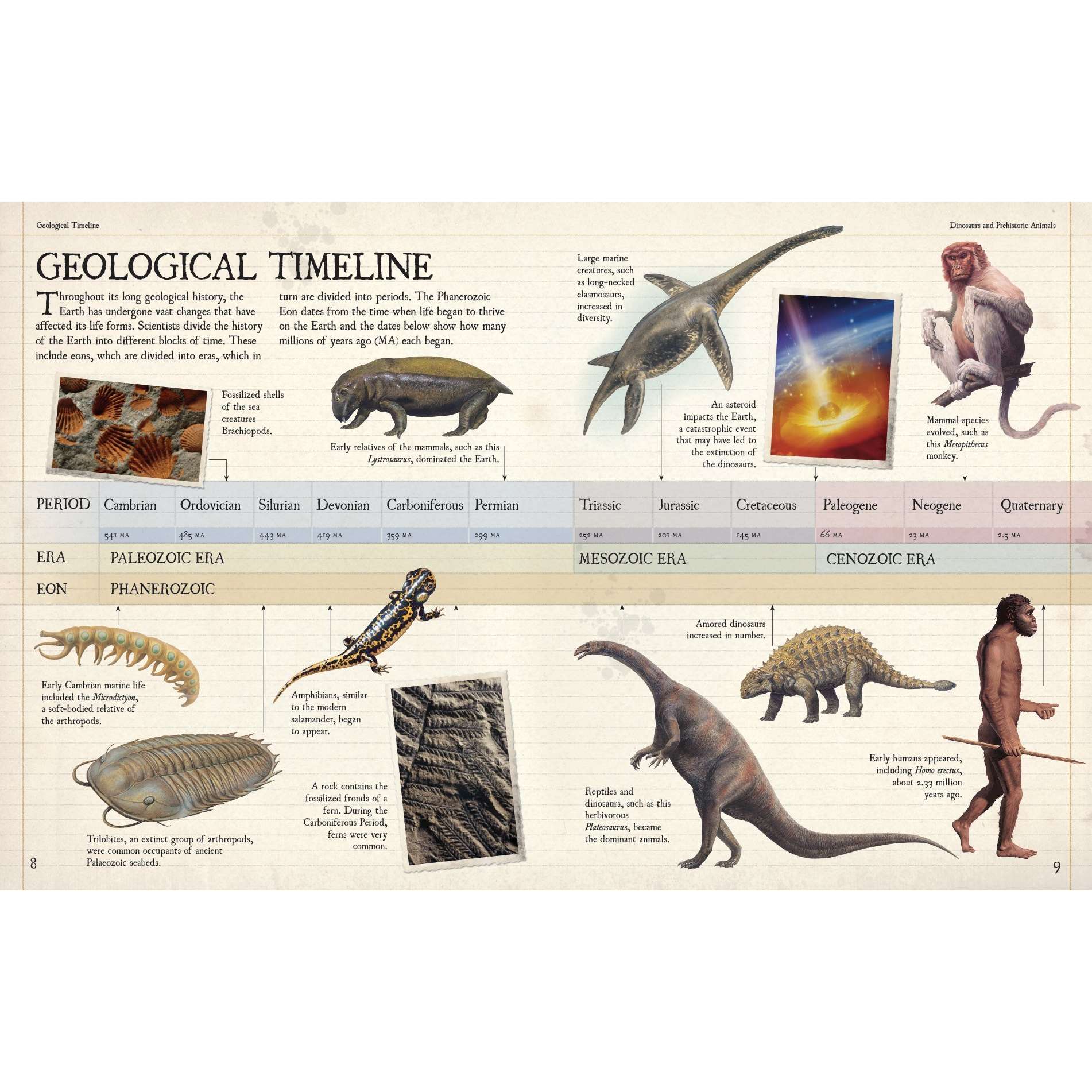 Geological Timeline | Fossils for Sale Geological Timeline