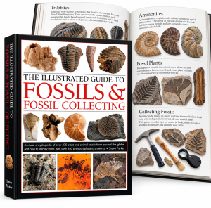 Illustrated Fossil Guide Display | Fossils for Sale Illustrated Guide to Fossils & Fossil Collecting