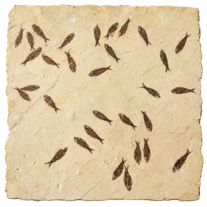 Knightia Fish Fossil For Sale