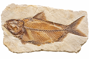 Lebanon Fish Fossils For Sale