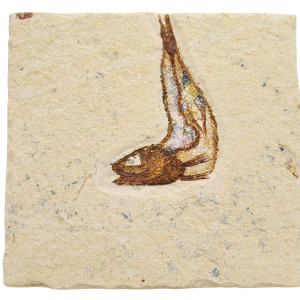 Lebanon Fossil Fish For Sale Genuine Cretaceous Fish Fossils 128