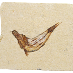 Lebanon Fossil Fish For Sale Genuine Cretaceous Fish Fossils 129