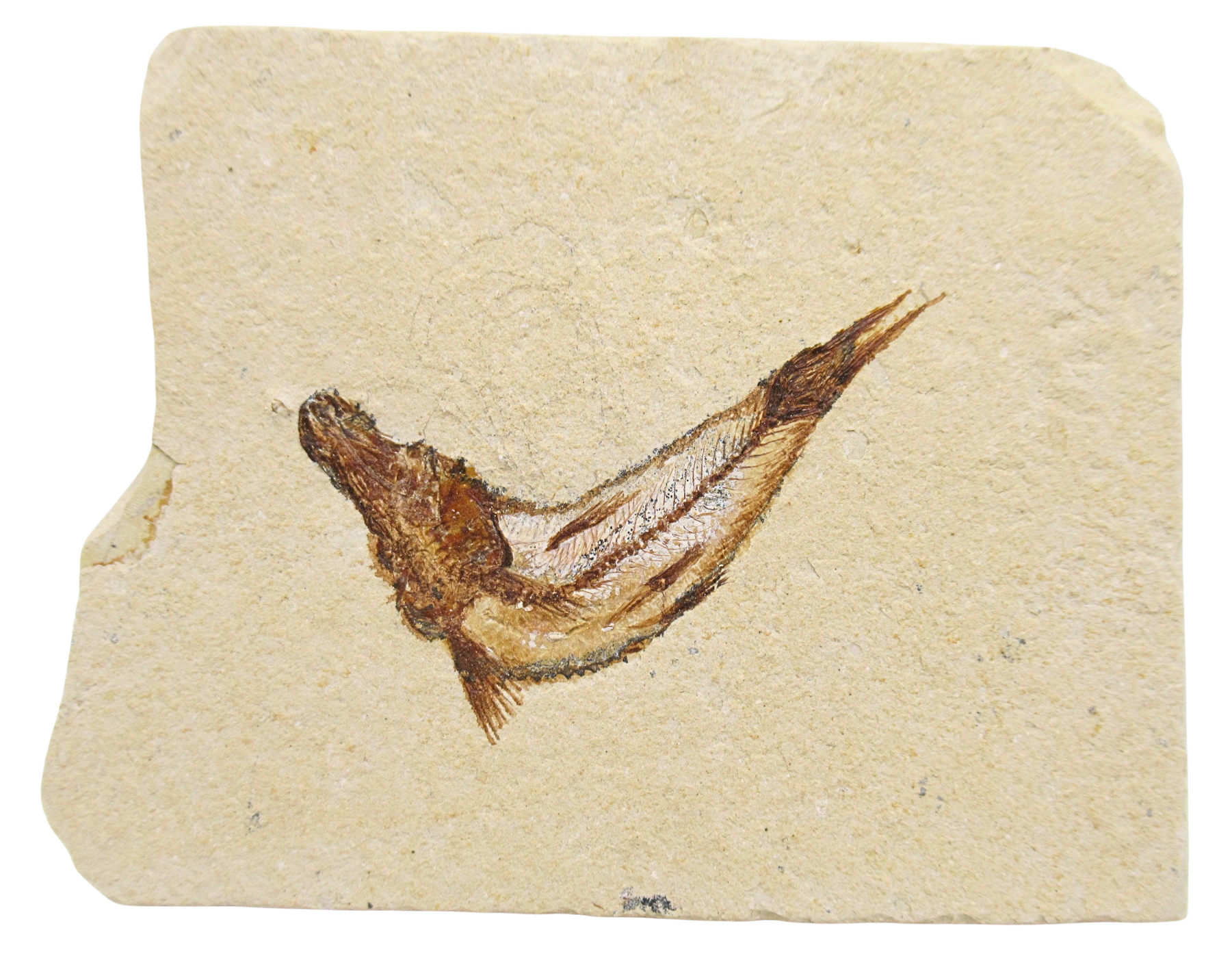 Lebanon Fossil Fish For Sale Genuine Cretaceous Fish Fossils 129 | Fossils for Sale Lebanon Fossil Fish For Sale Genuine Cretaceous Fish Fossils 129