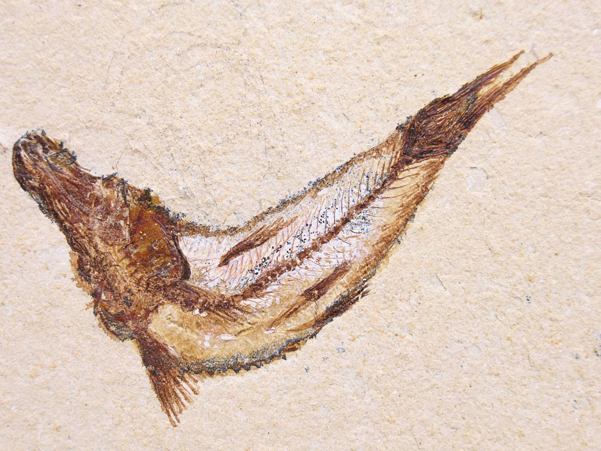 Lebanon Fossil Fish For Sale Genuine Cretaceous Fish Fossils 129a | Fossils for Sale Lebanon Fossil Fish For Sale Genuine Cretaceous Fish Fossils 129a