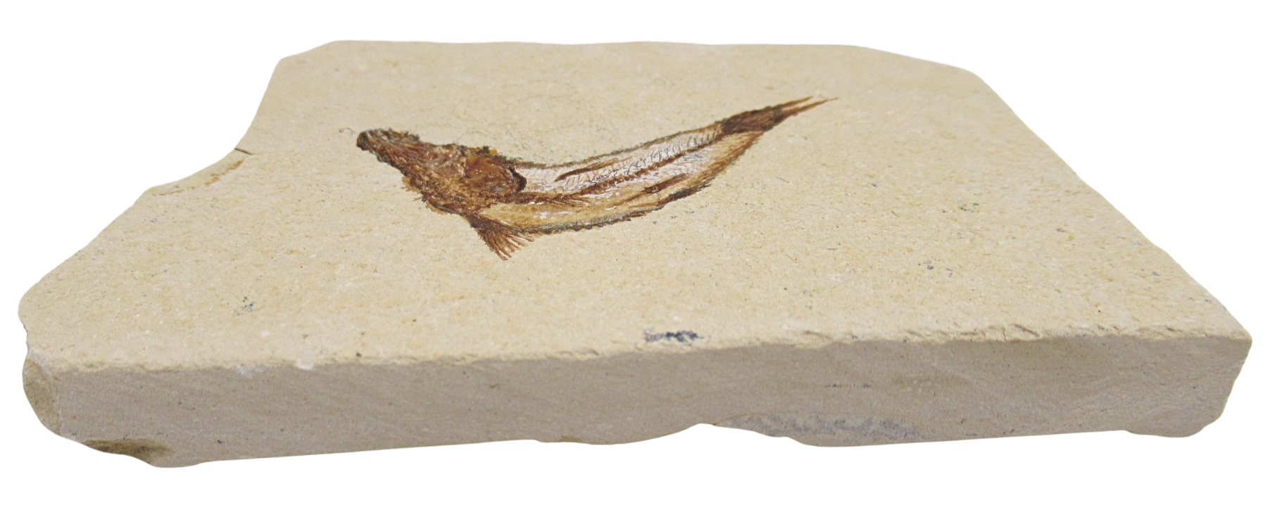 Lebanon Fossil Fish For Sale Genuine Cretaceous Fish Fossils 129b | Fossils for Sale Lebanon Fossil Fish For Sale Genuine Cretaceous Fish Fossils 129b