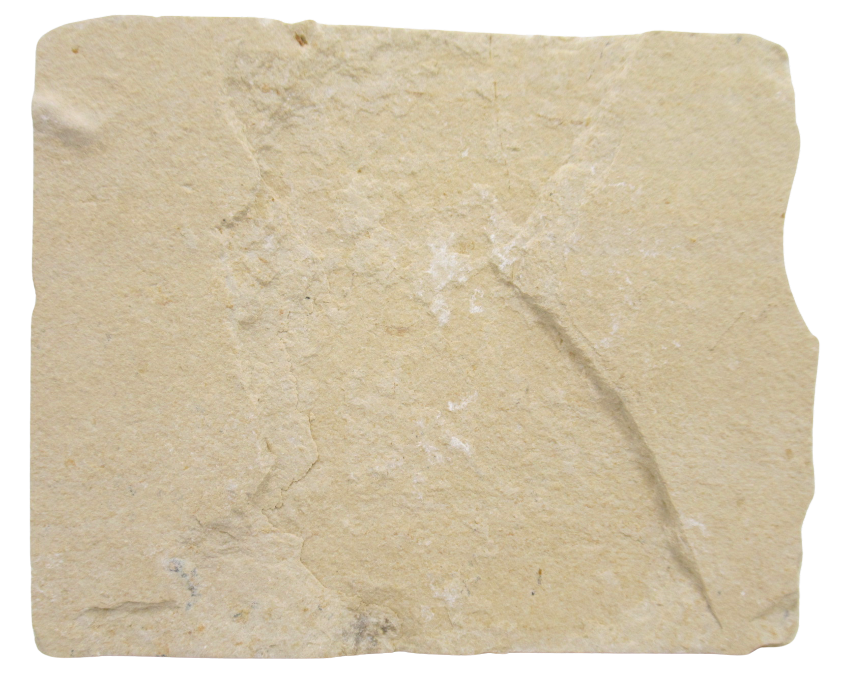 Lebanon Fossil Fish For Sale Genuine Cretaceous Fish Fossils 129c | Fossils for Sale Lebanon Fossil Fish For Sale Genuine Cretaceous Fish Fossils 129c