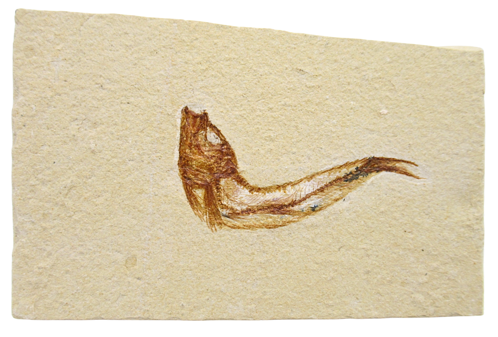 Lebanon Fossil Fish For Sale Genuine Cretaceous Fish Fossils 130 | Fossils for Sale Lebanon Fossil Fish For Sale Genuine Cretaceous Fish Fossils 130