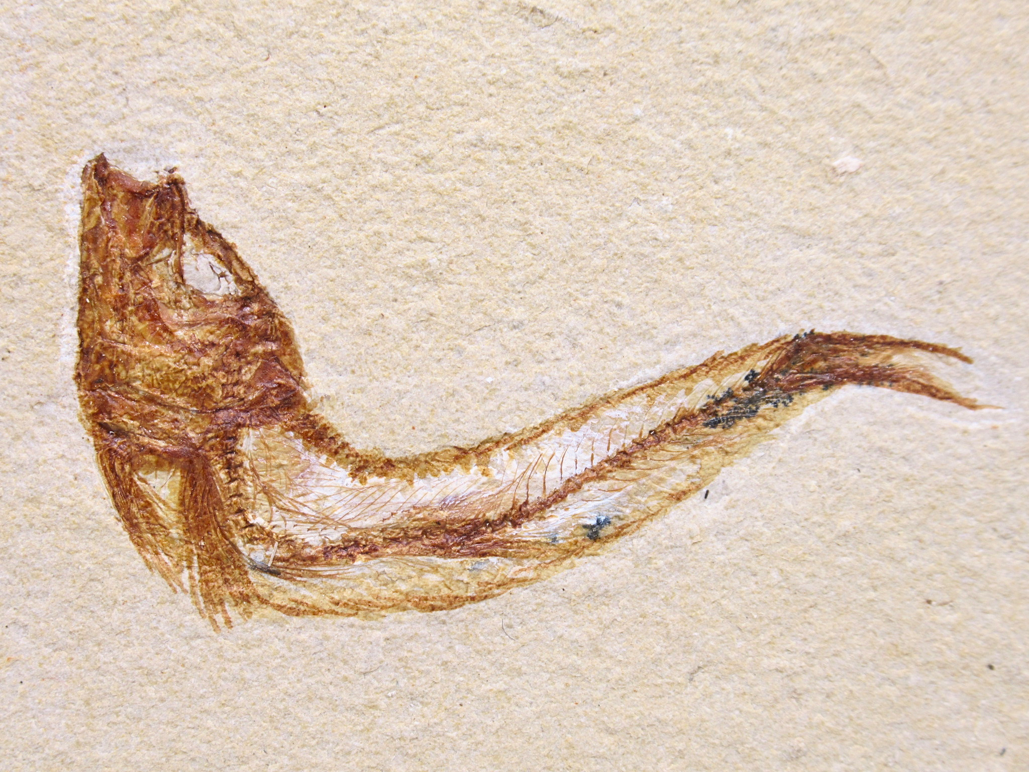 Lebanon Fossil Fish For Sale Genuine Cretaceous Fish Fossils 130a | Fossils for Sale Lebanon Fossil Fish For Sale Genuine Cretaceous Fish Fossils 130a