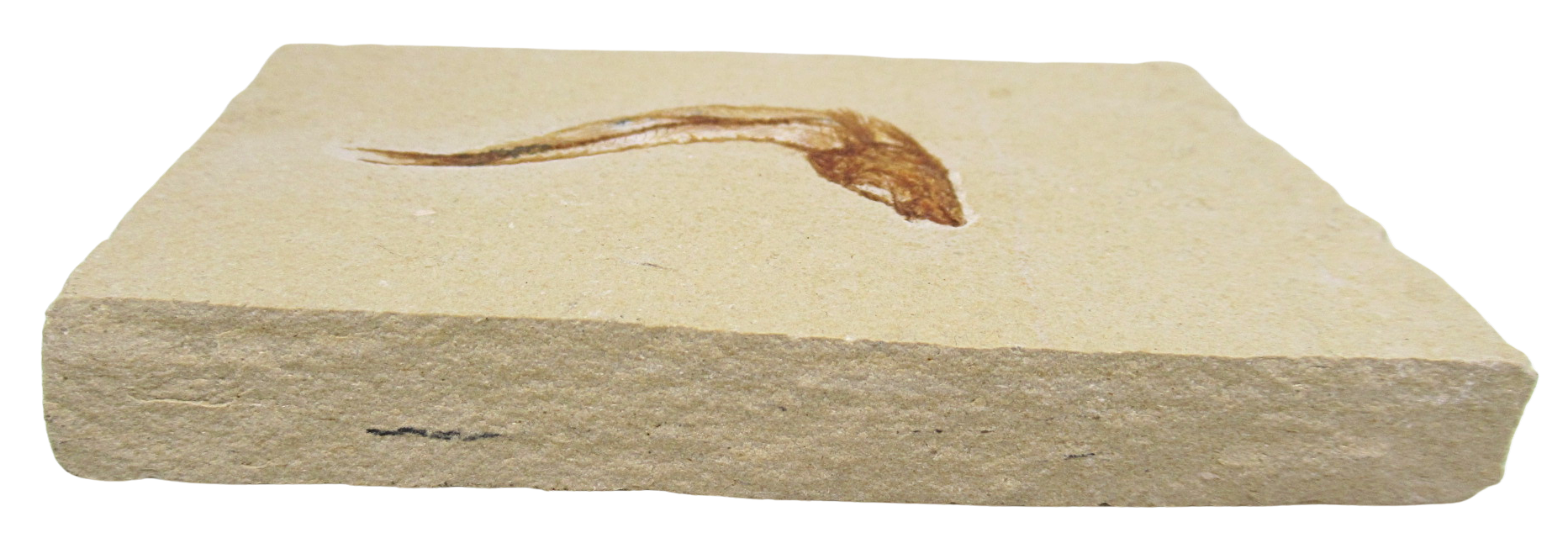 Lebanon Fossil Fish For Sale Genuine Cretaceous Fish Fossils 130b | Fossils for Sale Lebanon Fossil Fish For Sale Genuine Cretaceous Fish Fossils 130b