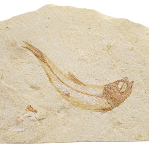 Lebanon Fossil Fish For Sale Genuine Cretaceous Fish Fossils 131