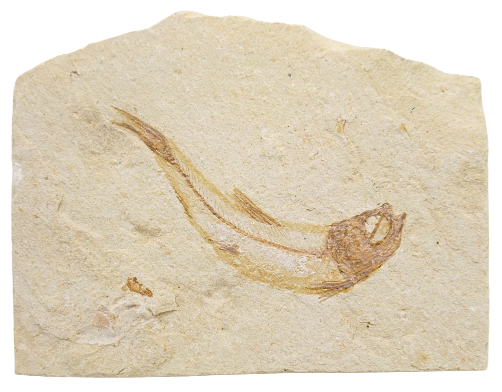 Lebanon Fossil Fish For Sale Genuine Cretaceous Fish Fossils 131 | Fossils for Sale Lebanon Fossil Fish For Sale Genuine Cretaceous Fish Fossils 131