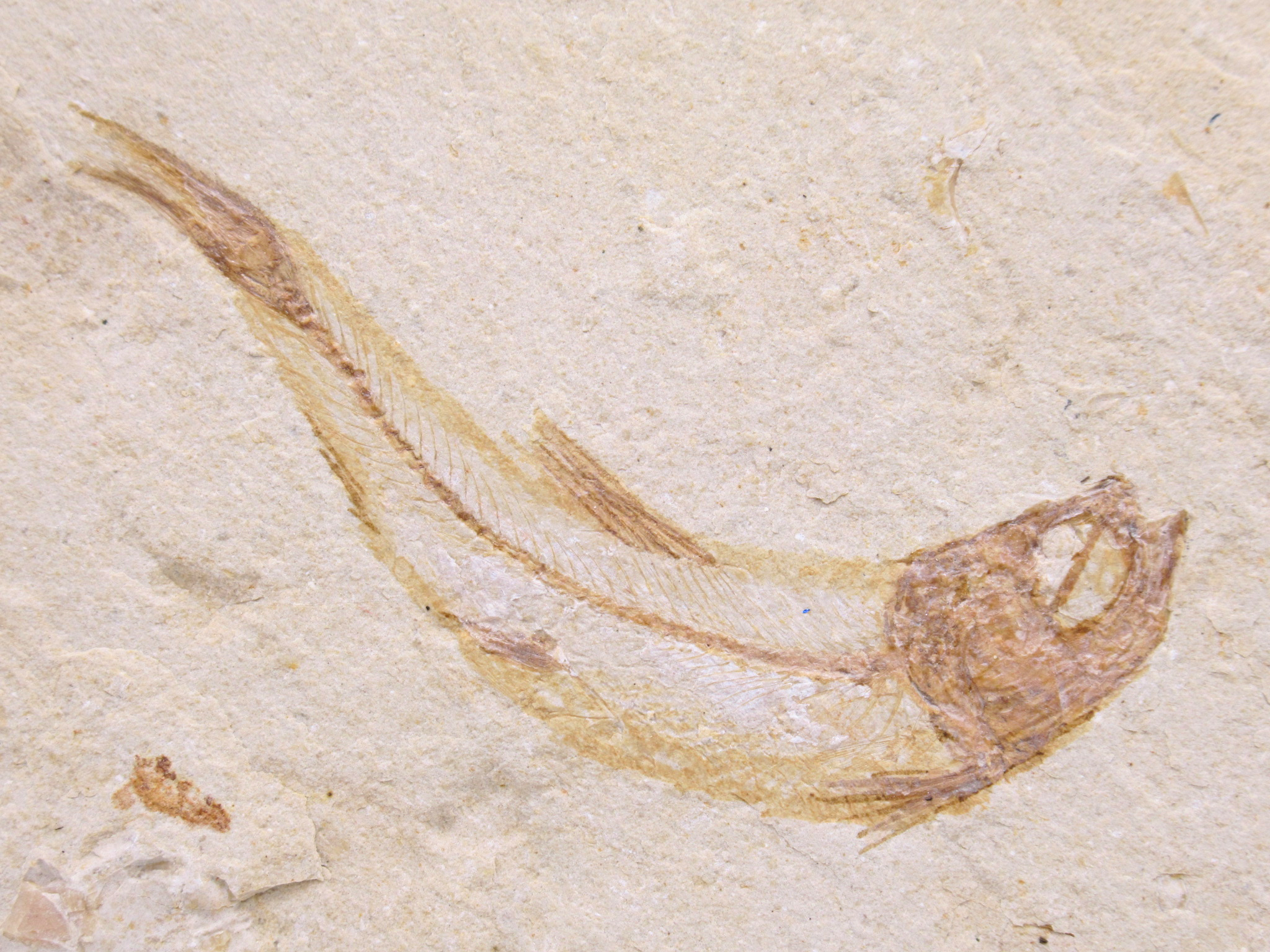Lebanon Fossil Fish For Sale Genuine Cretaceous Fish Fossils 131a | Fossils for Sale Lebanon Fossil Fish For Sale Genuine Cretaceous Fish Fossils 131a