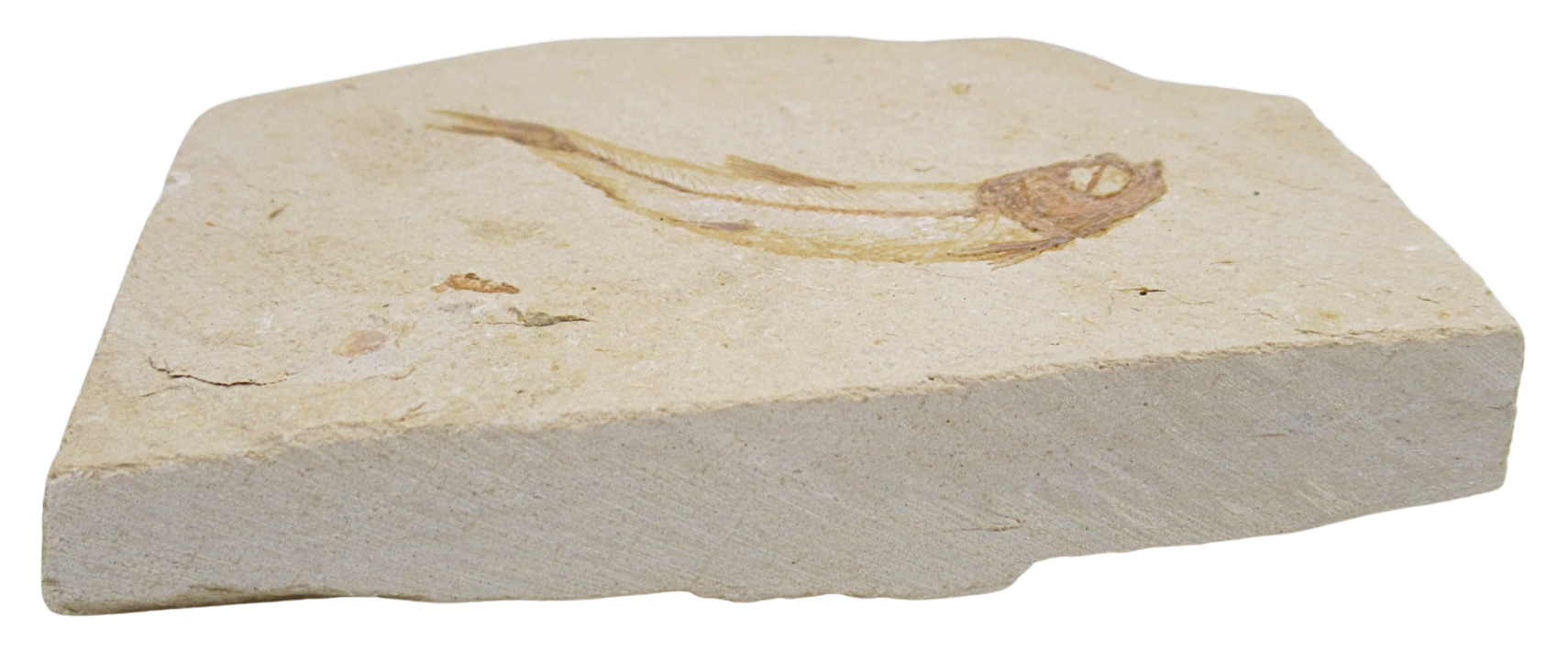 Lebanon Fossil Fish For Sale Genuine Cretaceous Fish Fossils 131b | Fossils for Sale Lebanon Fossil Fish For Sale Genuine Cretaceous Fish Fossils 131b
