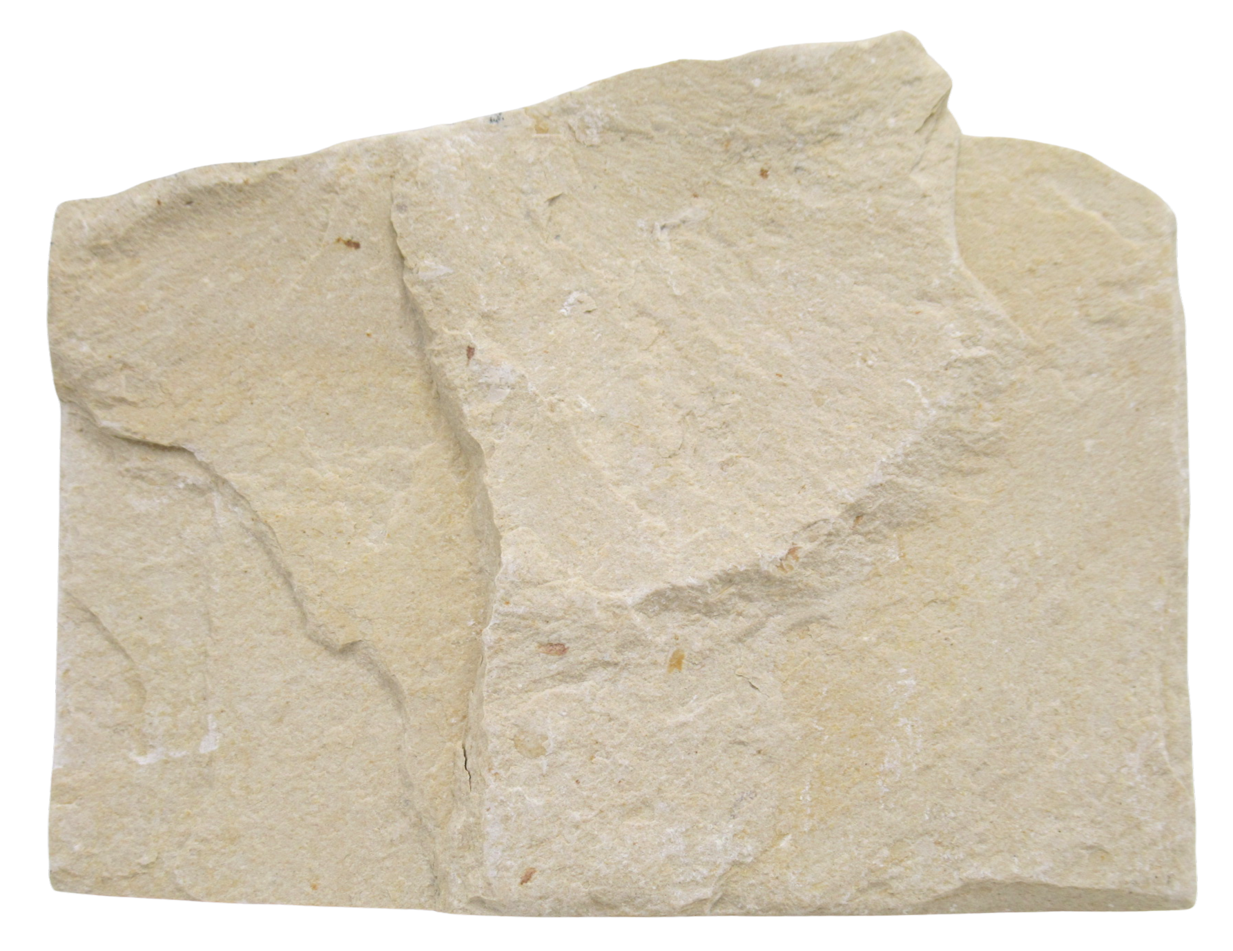 Lebanon Fossil Fish For Sale Genuine Cretaceous Fish Fossils 131c | Fossils for Sale Lebanon Fossil Fish For Sale Genuine Cretaceous Fish Fossils 131c