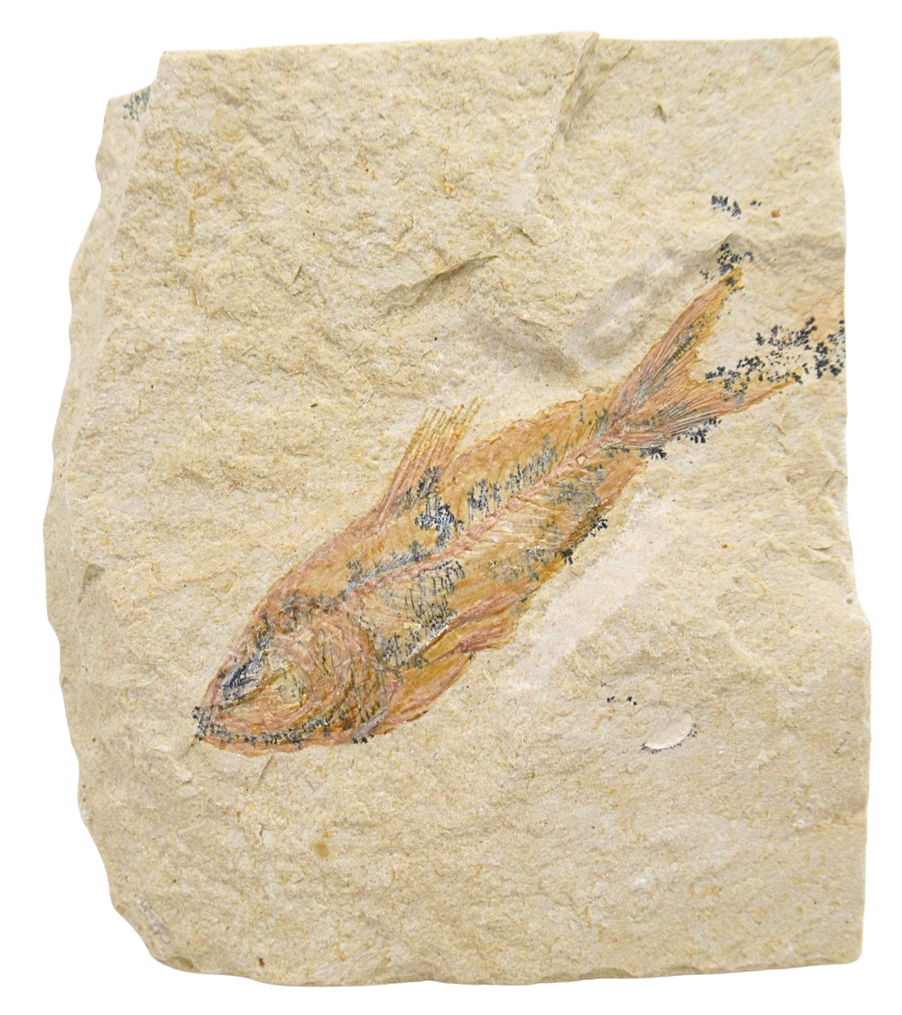 Lebanon Fossil Fish For Sale Genuine Cretaceous Fish Fossils 132 | Fossils for Sale Lebanon Fossil Fish For Sale Genuine Cretaceous Fish Fossils 132