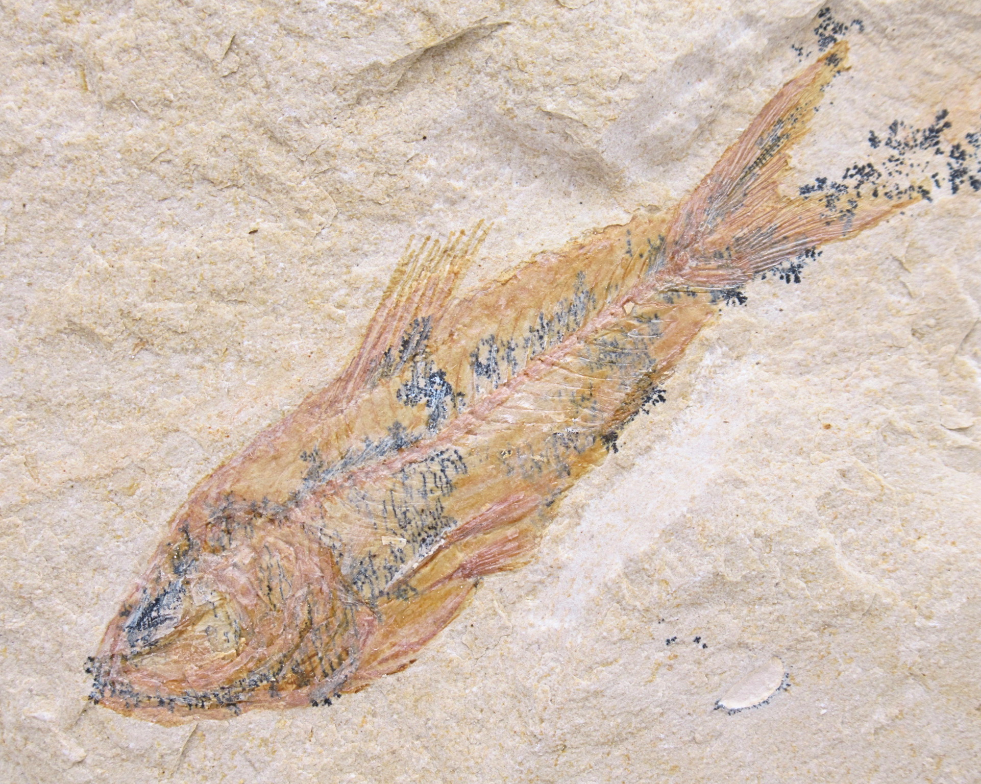 Lebanon Fossil Fish For Sale Genuine Cretaceous Fish Fossils 132a | Fossils for Sale Lebanon Fossil Fish For Sale Genuine Cretaceous Fish Fossils 132a