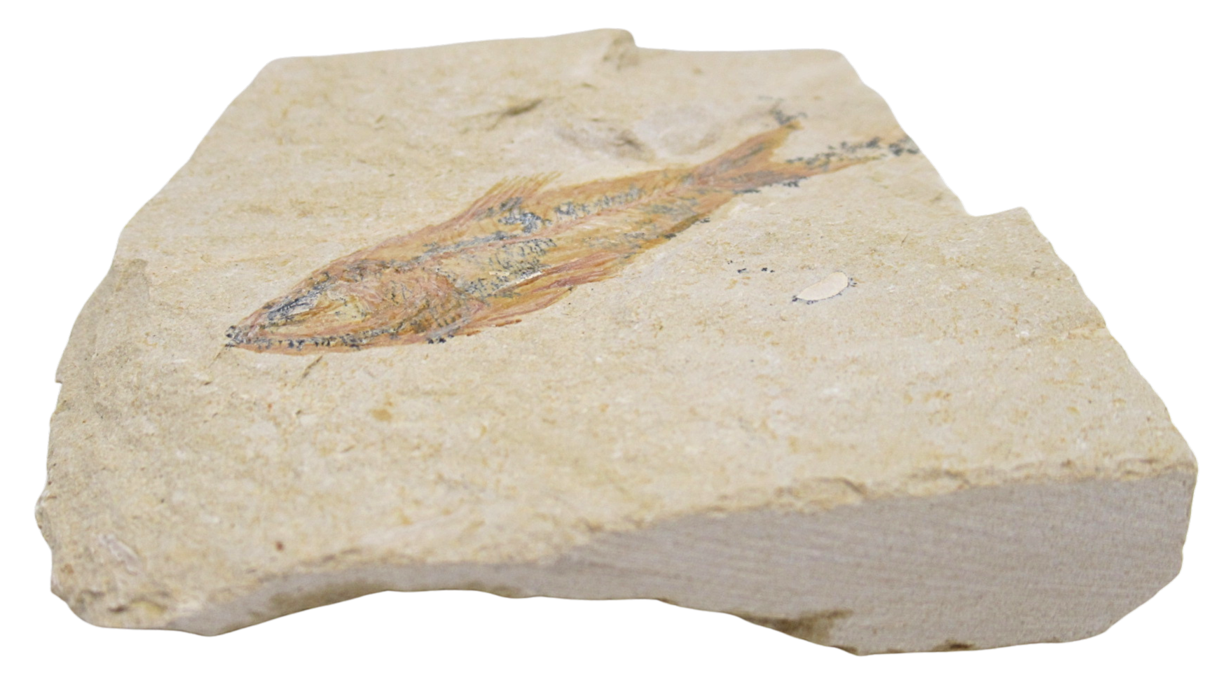 Lebanon Fossil Fish For Sale Genuine Cretaceous Fish Fossils 132b | Fossils for Sale Lebanon Fossil Fish For Sale Genuine Cretaceous Fish Fossils 132b