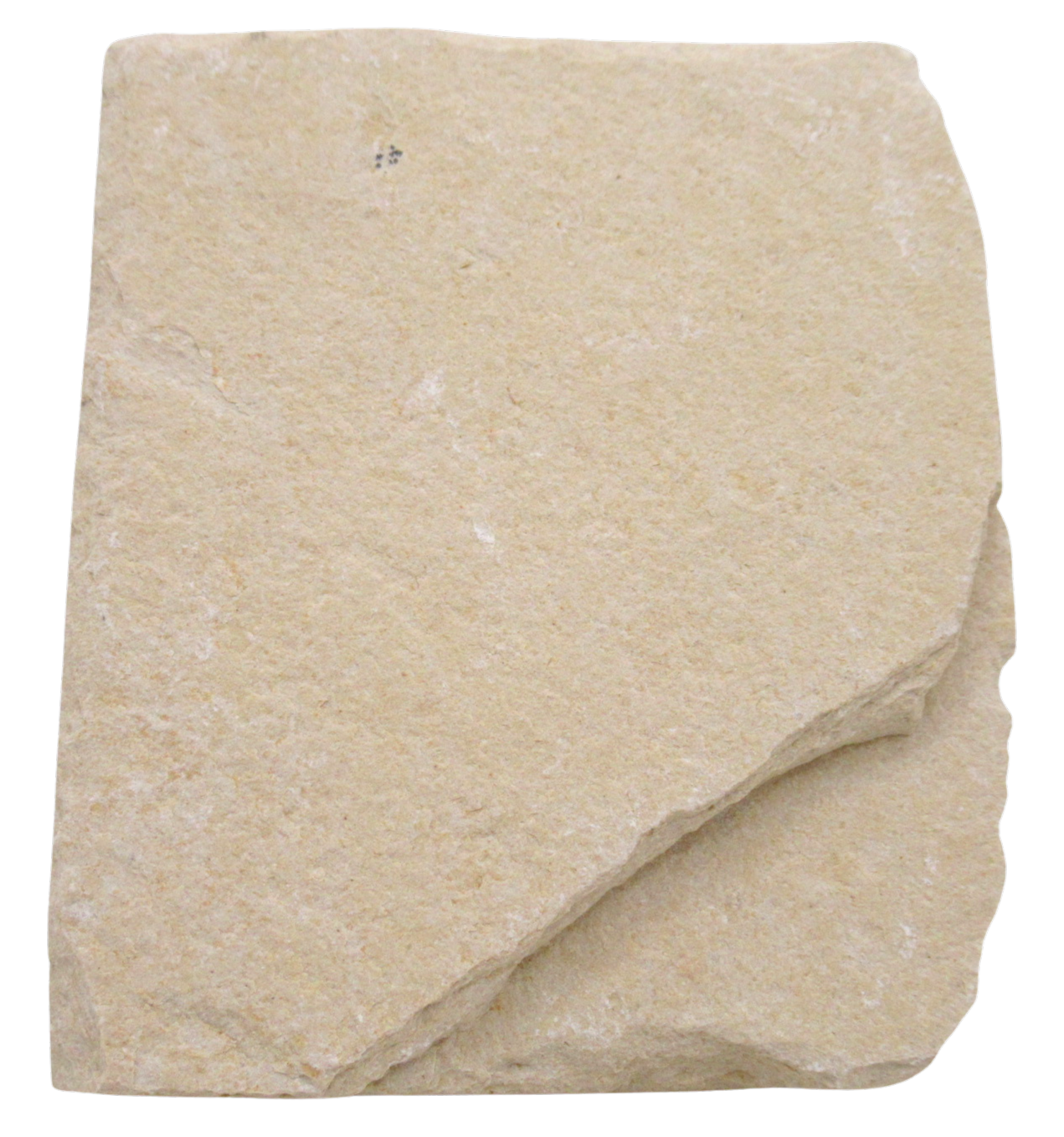 Lebanon Fossil Fish For Sale Genuine Cretaceous Fish Fossils 132c | Fossils for Sale Lebanon Fossil Fish For Sale Genuine Cretaceous Fish Fossils 132c