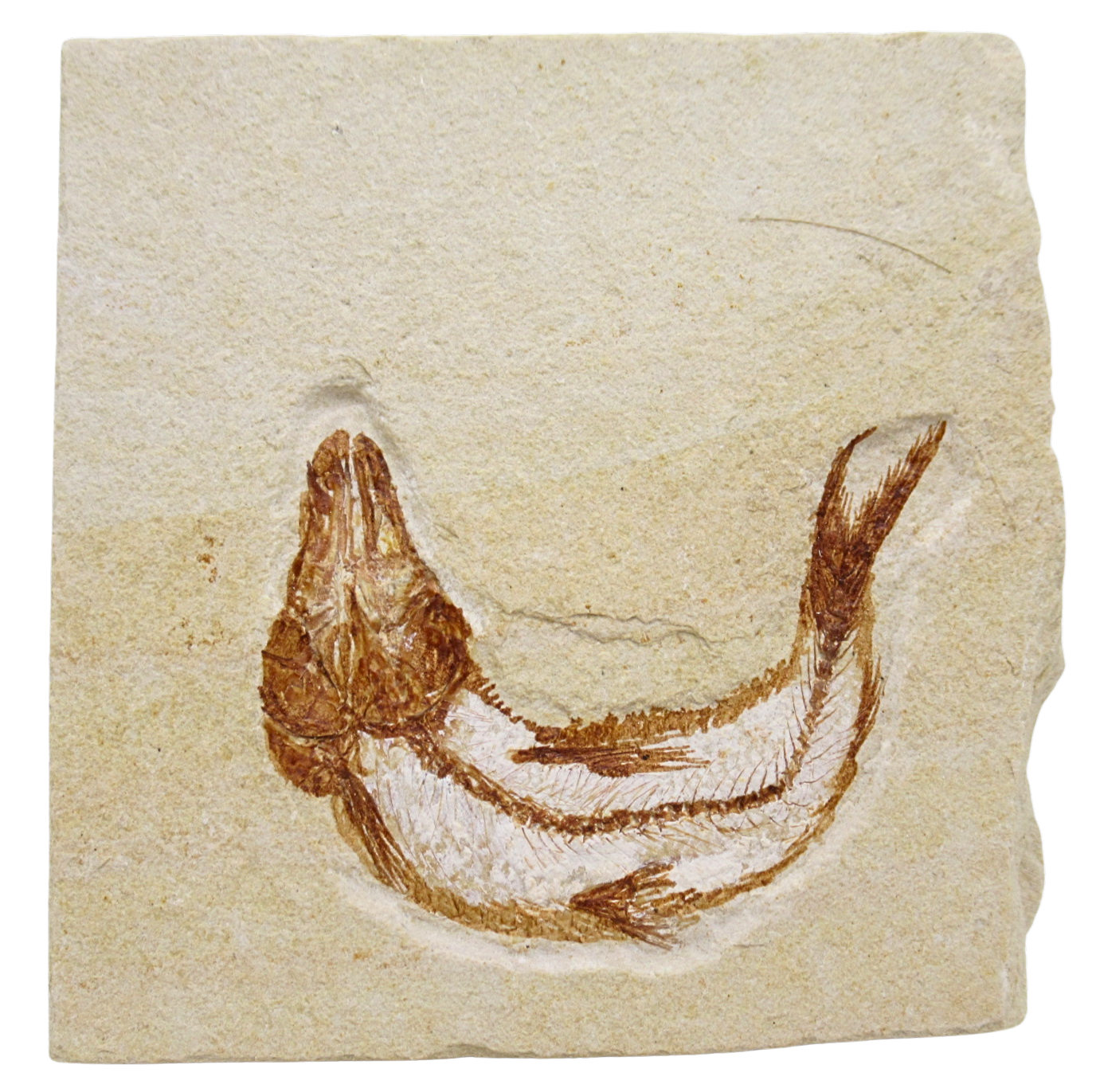 Lebanon Fossil Fish For Sale Genuine Cretaceous Fish Fossils 133 | Fossils for Sale Lebanon Fossil Fish For Sale Genuine Cretaceous Fish Fossils 133