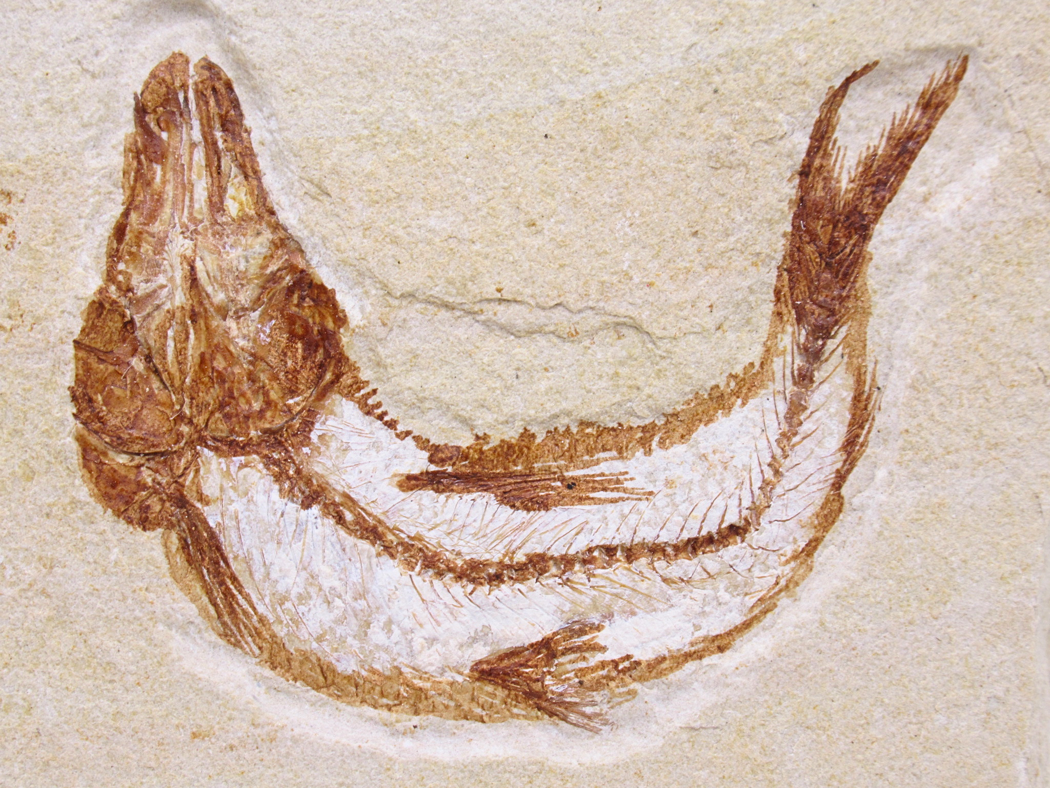 Lebanon Fossil Fish For Sale Genuine Cretaceous Fish Fossils 133a | Fossils for Sale Lebanon Fossil Fish For Sale Genuine Cretaceous Fish Fossils 133a