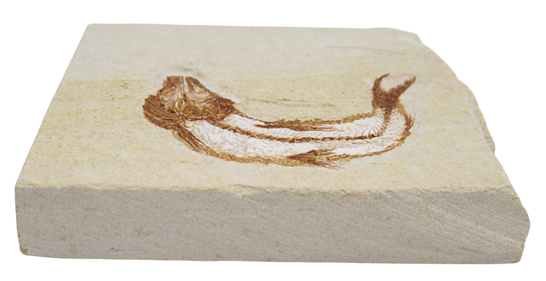 Lebanon Fossil Fish For Sale Genuine Cretaceous Fish Fossils 133b | Fossils for Sale Lebanon Fossil Fish For Sale Genuine Cretaceous Fish Fossils 133b